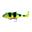 Leurre Souple Fiiish Blaster Shad 16cm (Fire Tiger)