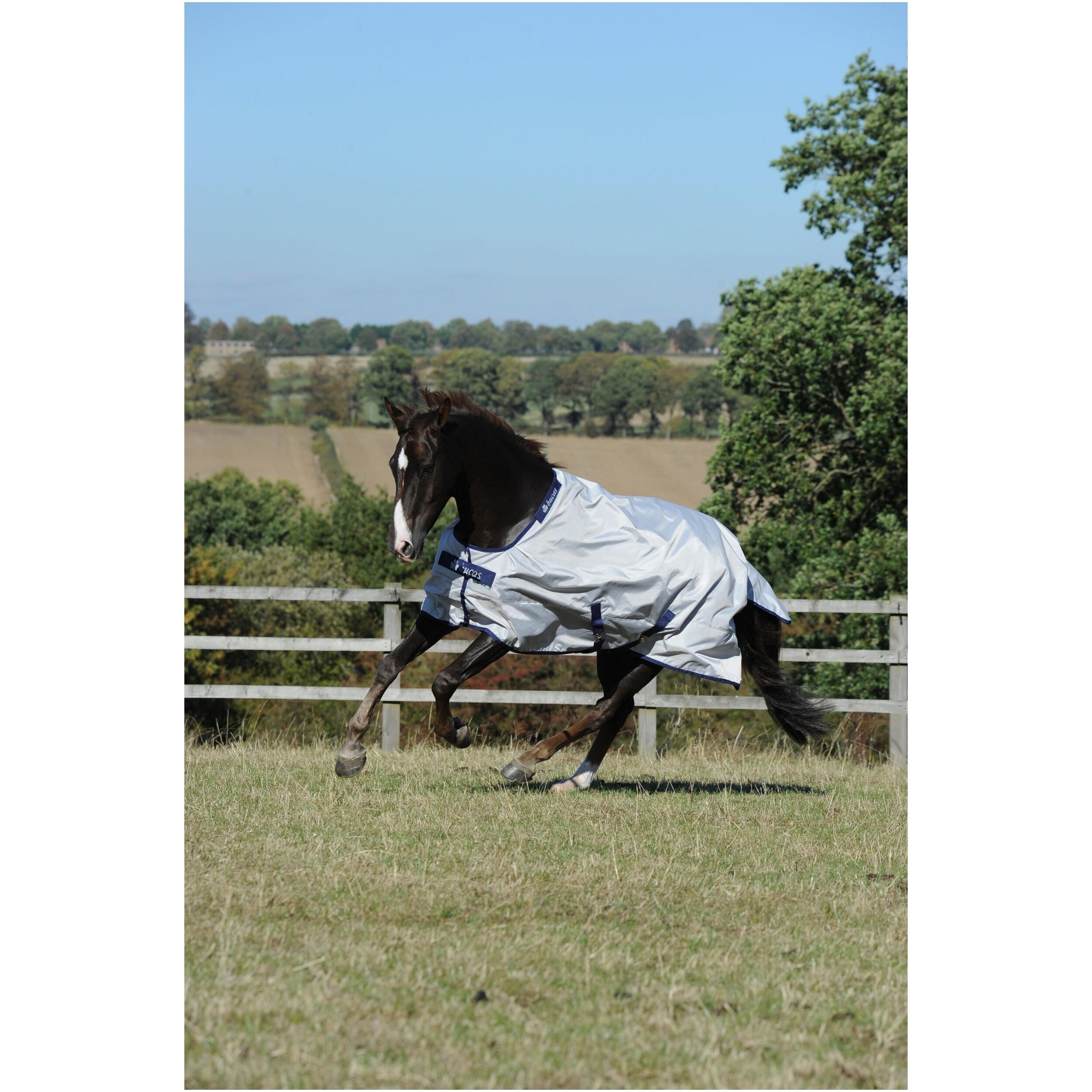 BUCAS picture