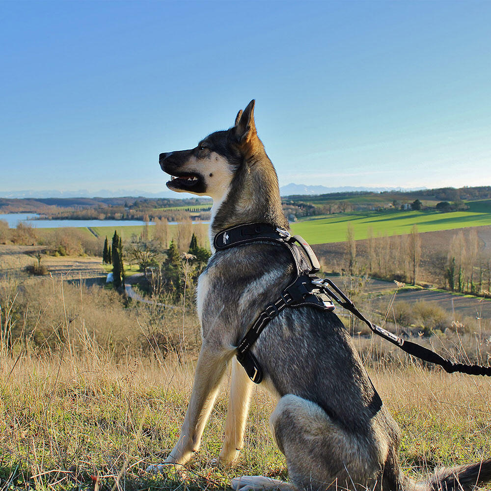 Longe laisse  RAIDLIGHT pour courir avec son chien canicross,randonnée, trail 4/7