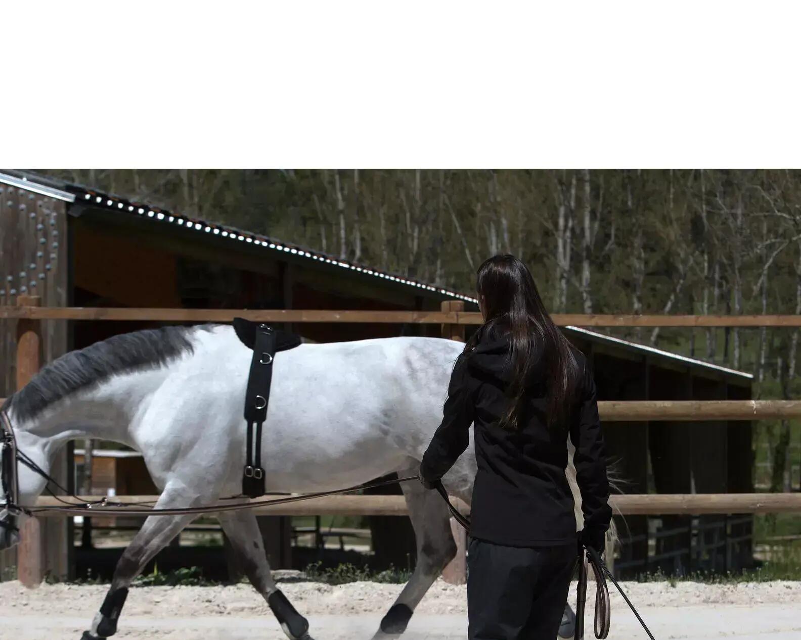 paard aan de longeerlijn in draf