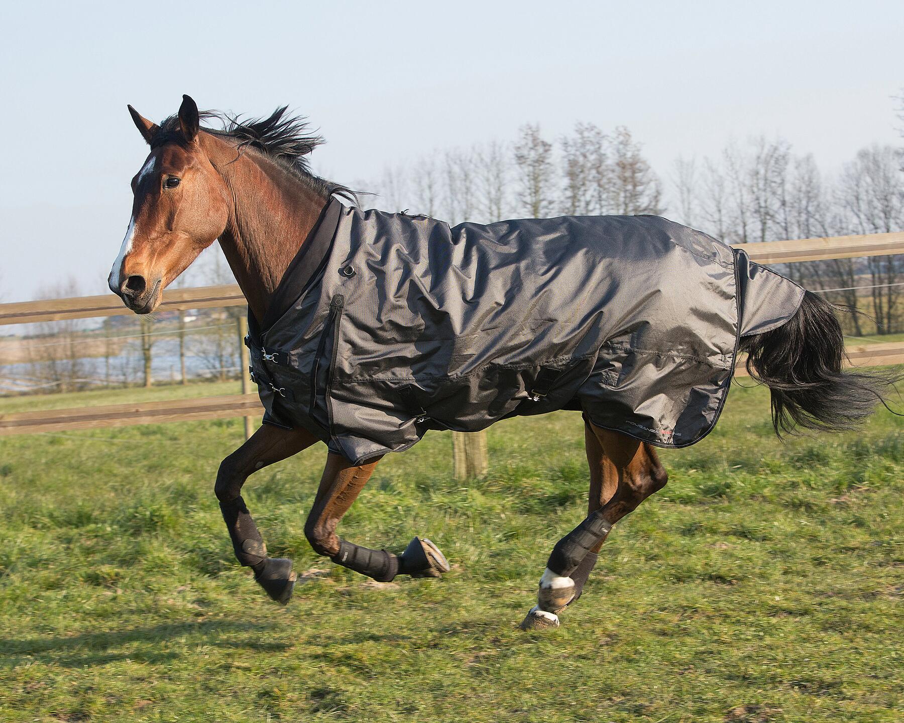 cheval qui galoppe dans un pré