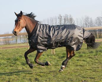 cheval qui galoppe dans un pré cheval qui galoppe dans un pré