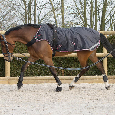 longe equitation