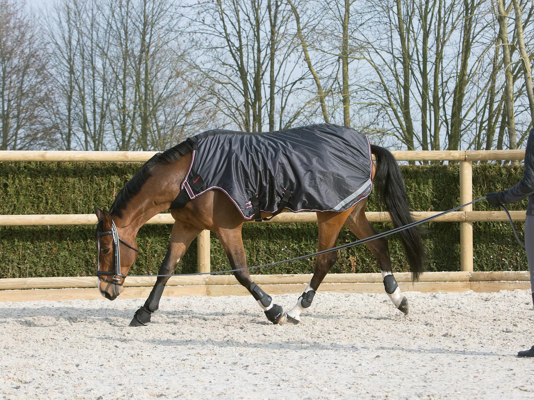 paard aan de longeerlijn