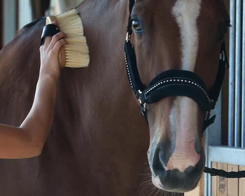 roskammen-welzijn-paard-fouganza-ruitersport