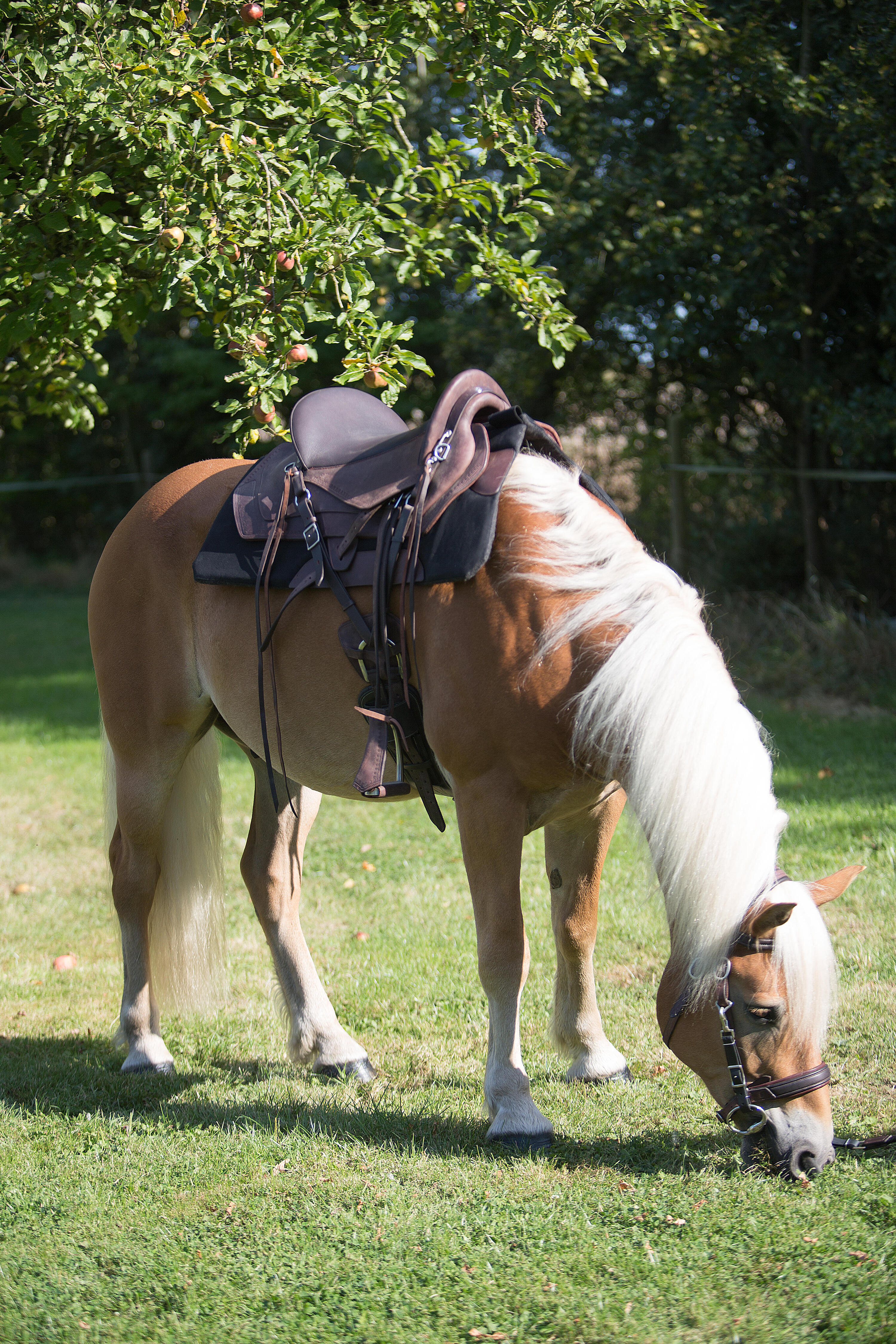 Bosal » Acheter Bosals en ligne sur Bosal » Acheter Bosals en ligne sur
