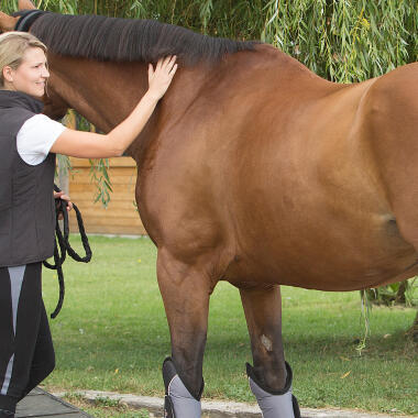 een paard vervoeren