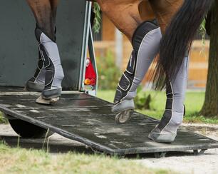paard dat in een van stapt paard dat in een van stapt