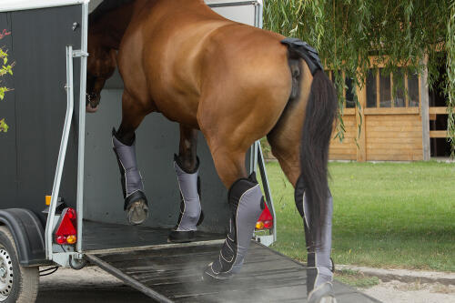 Cheval équipé pour être transporté dans un van