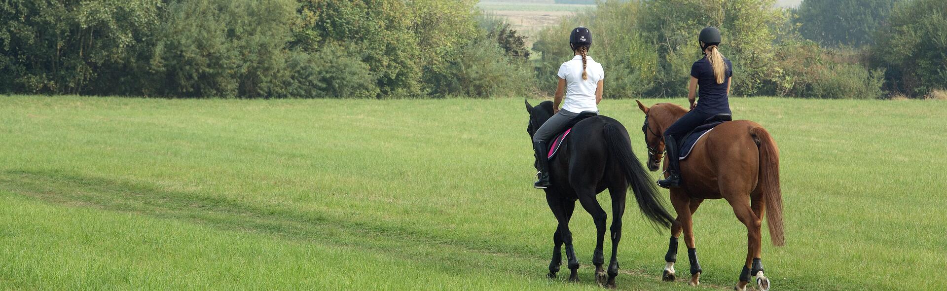 cheval dans un pré