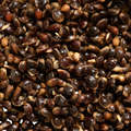 HRANA, ADITIVI IN VABE Ribolov - Kuhana konopljina semena  CAPERLAN - Vabe, talne vabe in dodatki