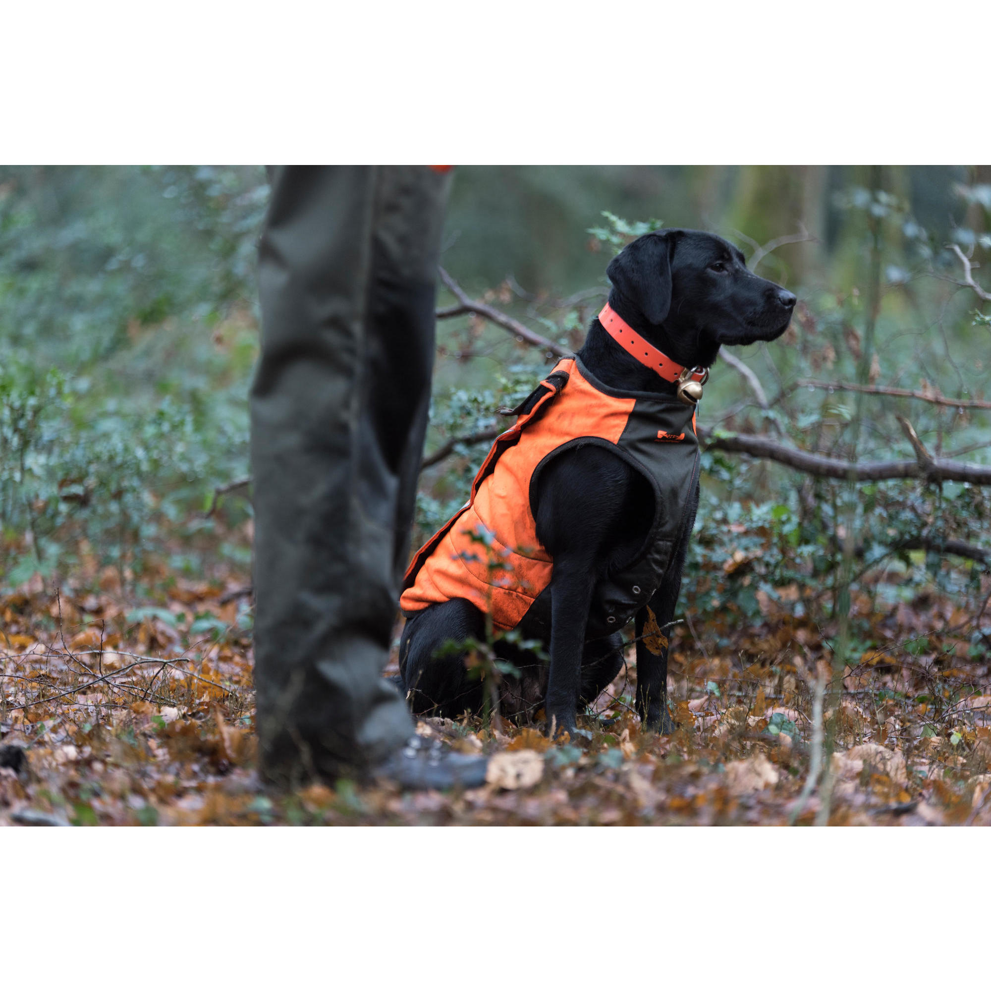 Gilet de chasse cheap chien