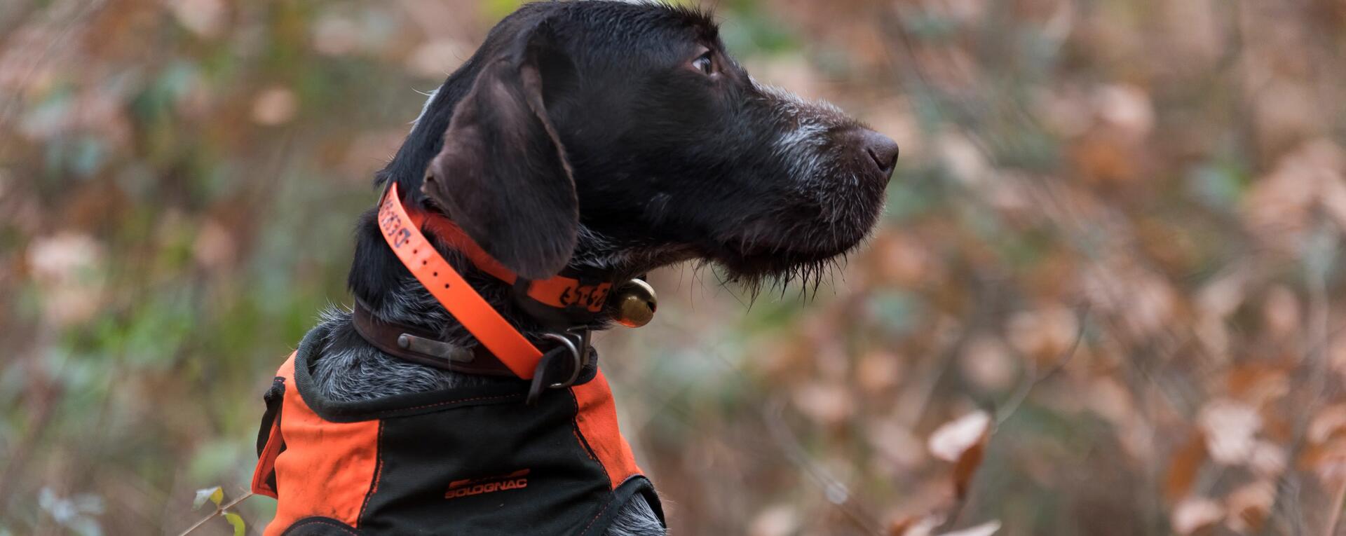 Gérer l'hyperactivité de votre chien Gérer l'hyperactivité de votre chien