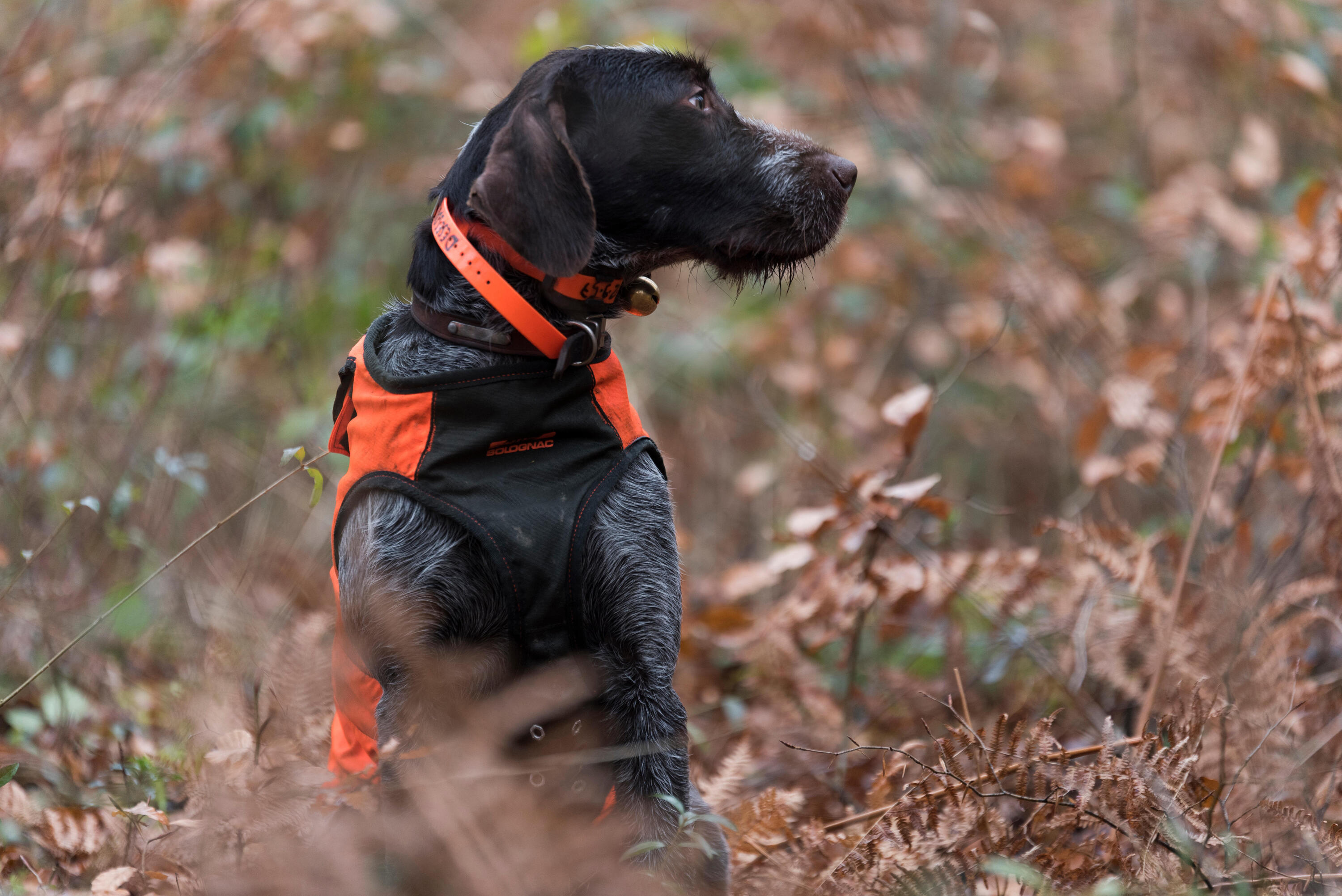 Hunde-Schutzweste Supertrack  9/9