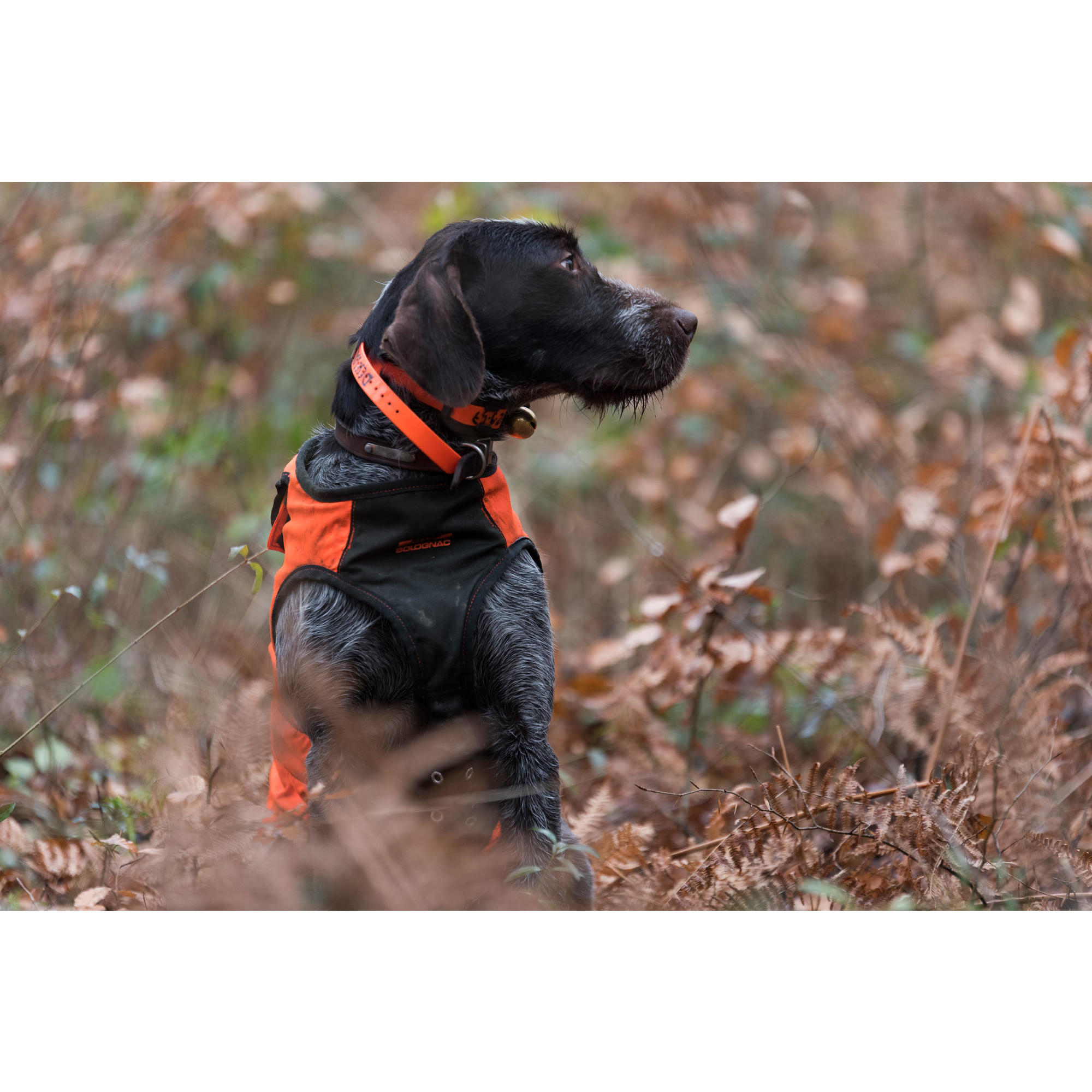 Supertrack dog vest