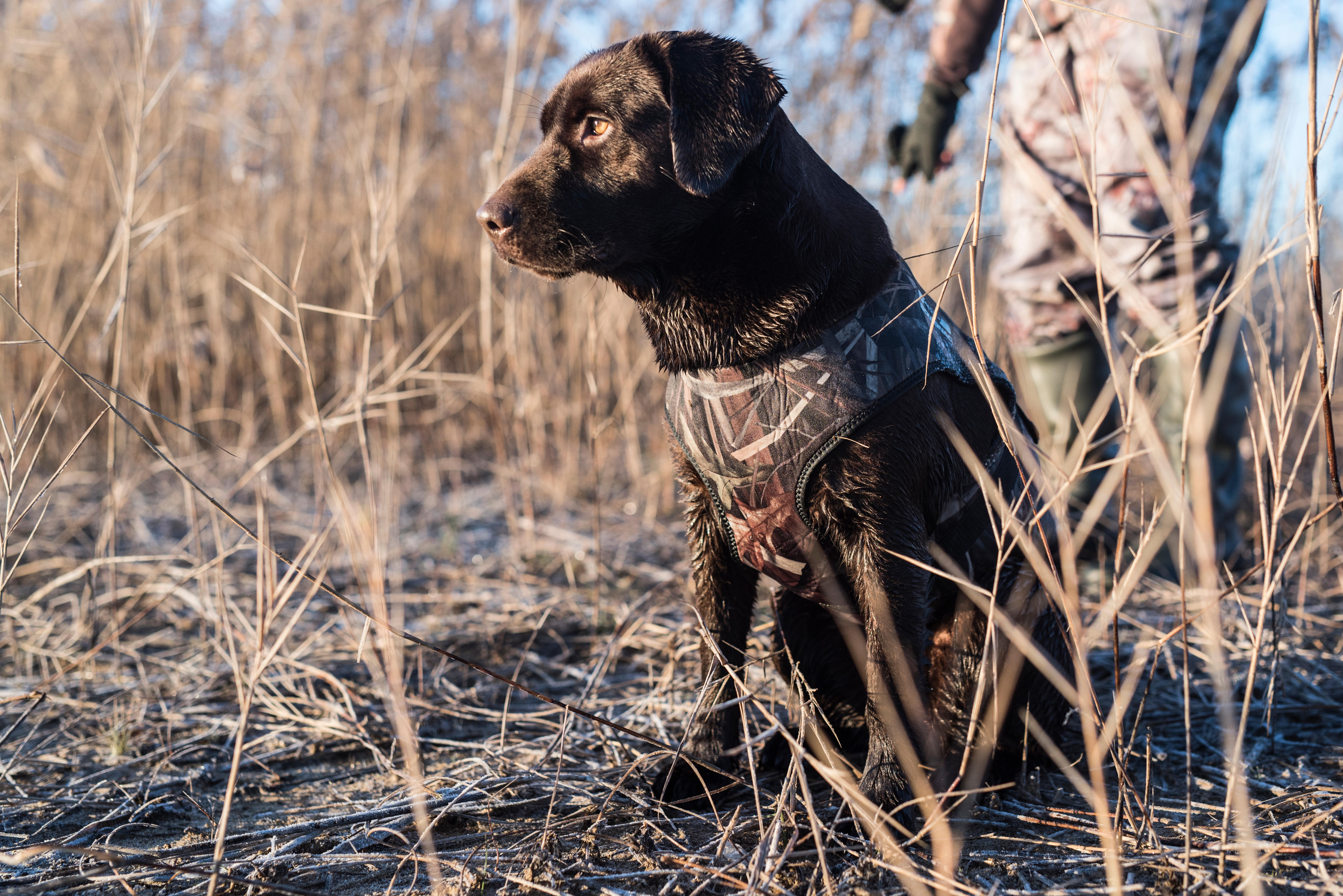 Gilet chien néoprène 900 pro camouflage marais - SOLOGNAC