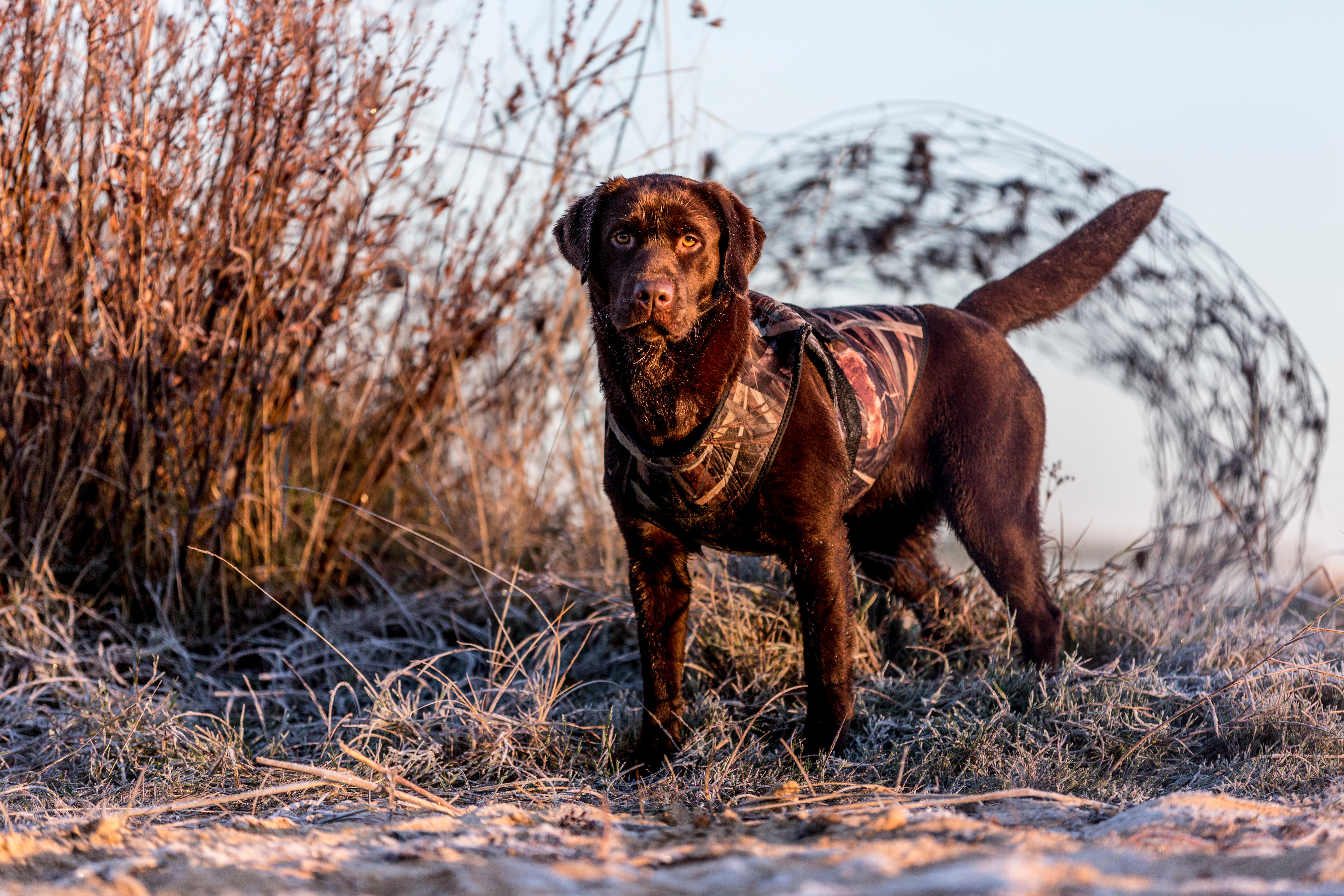 Gilet chien néoprène 900 pro camouflage marais - SOLOGNAC