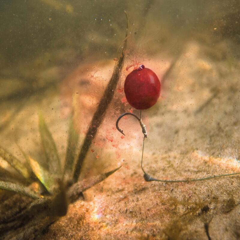 BEST LIVE BAIT FOR FRESH WATER