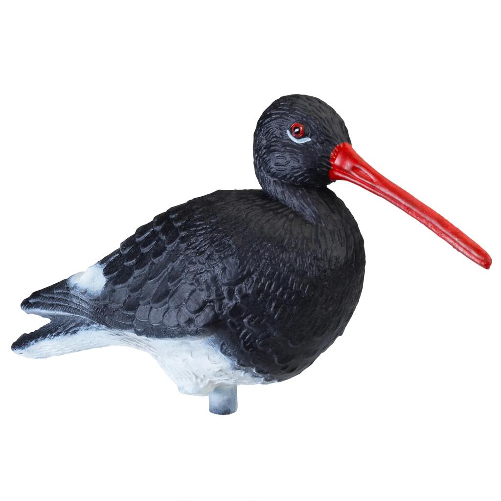 Lockvogel Austernfischer