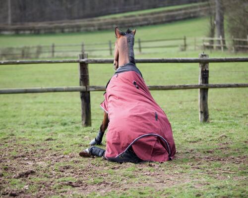 paardendekens: enkele handige weetjes korte tekst