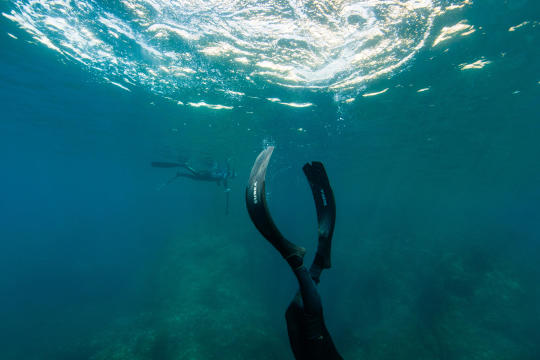 palmes d'apnée chasse sous-marine subea test plongeurs international