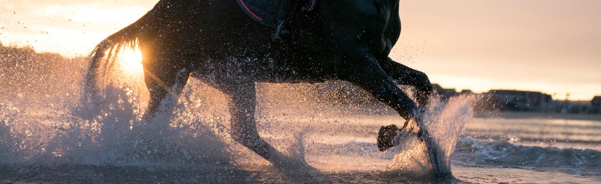 Aller à la plage avec son cheval