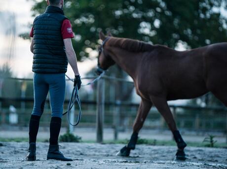 longe cheval longe cheval