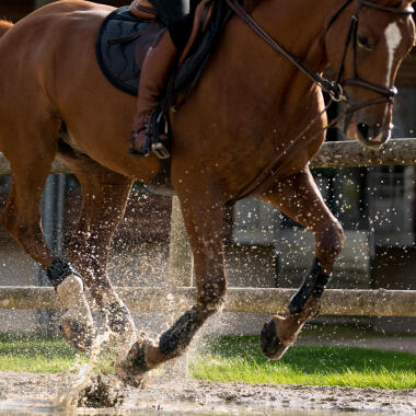 beenbescherming voor je paard