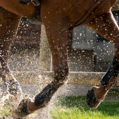 protections des membres pour cheval