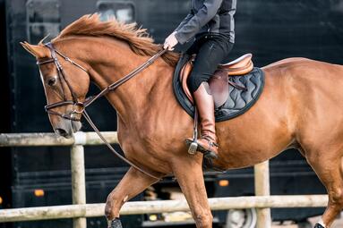 Mit den Schenkeln reiten und nicht mit den Händen. Wie man die Zügel locker halten kann. Mit den Schenkeln reiten und nicht mit den Händen. Wie man die Zügel locker halten kann.