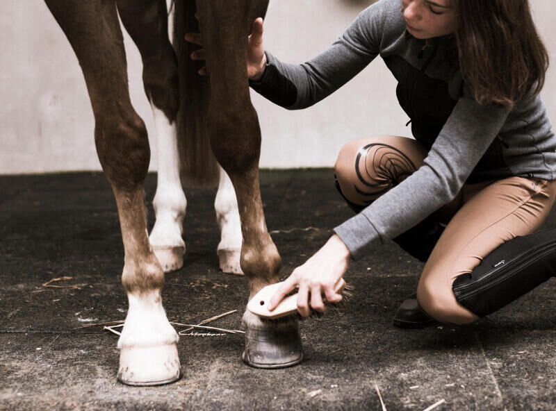 Alt/entrtenir les membres de son cheval