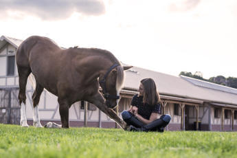 Bodenarbeit mit dem Pferd kann so schön sein und stärkt die Beziehung Bodenarbeit mit dem Pferd kann so schön sein und stärkt die Beziehung