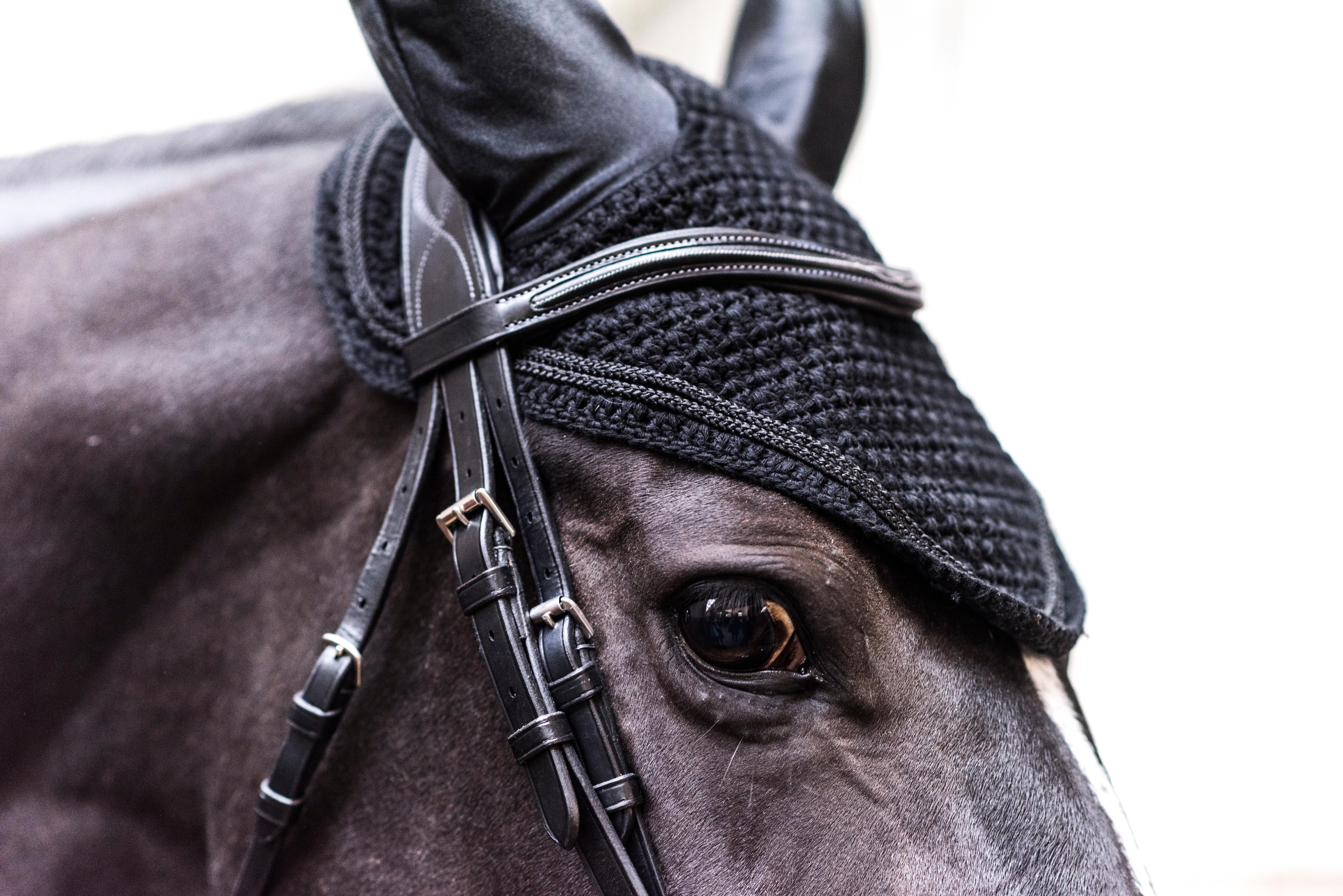 Horse Riding Ear Net - Black - FOUGANZA