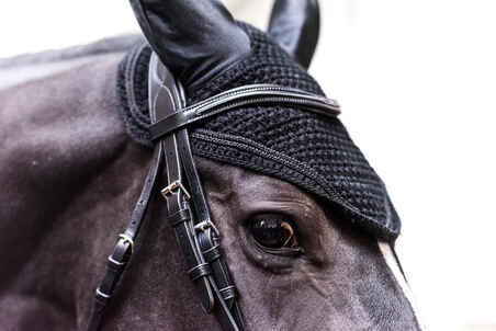 Horse Ear Net - Black