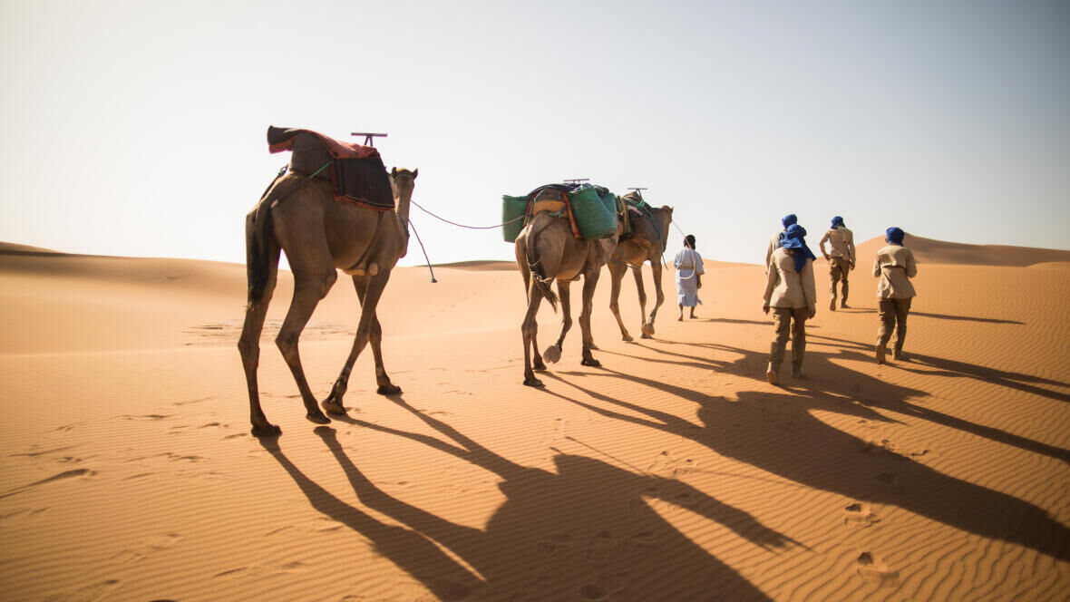 marche dans le désert le matin avec des chameaux
