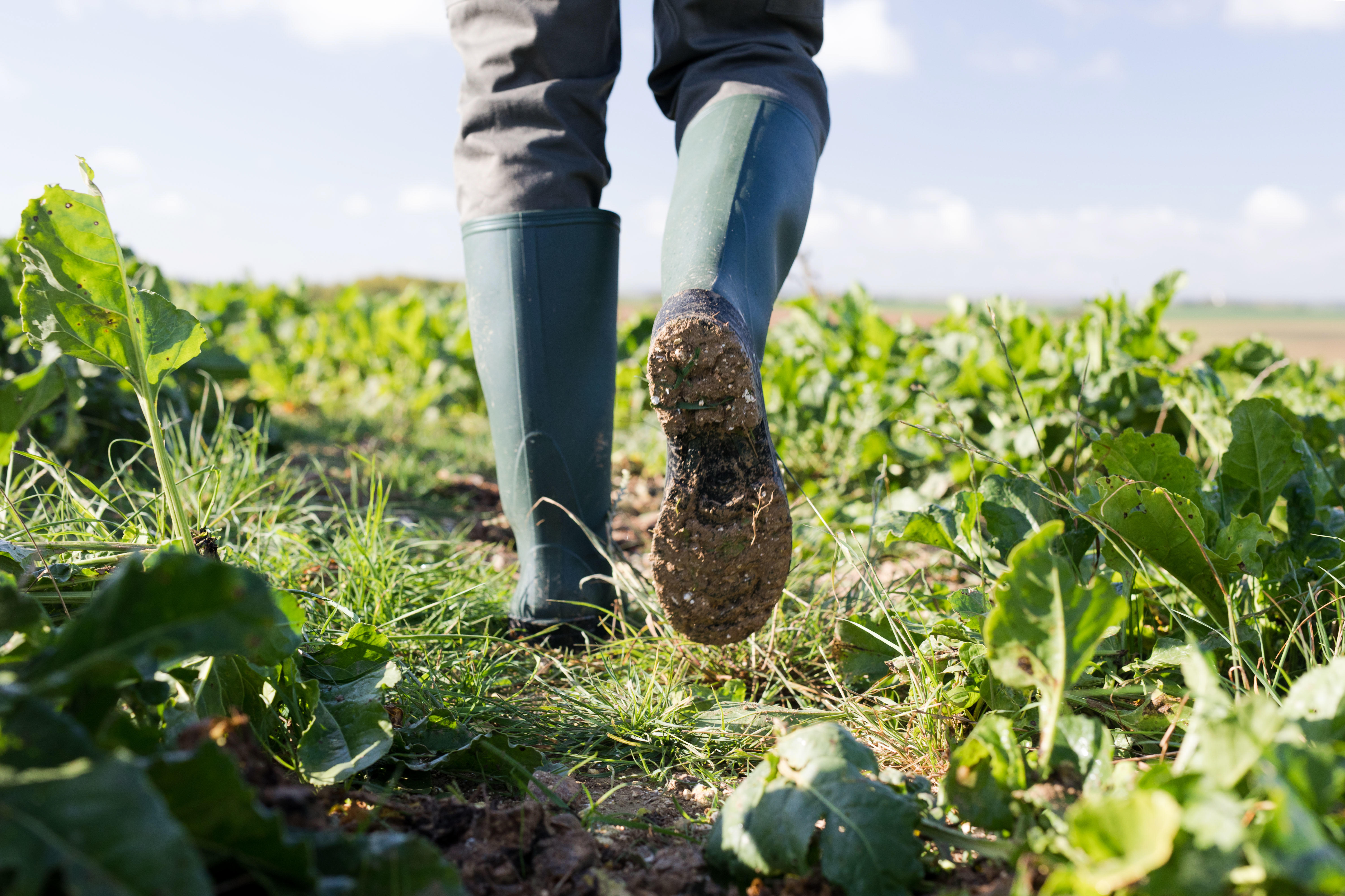 Bottes de pluie de chasse - PVC 100 - SOLOGNAC