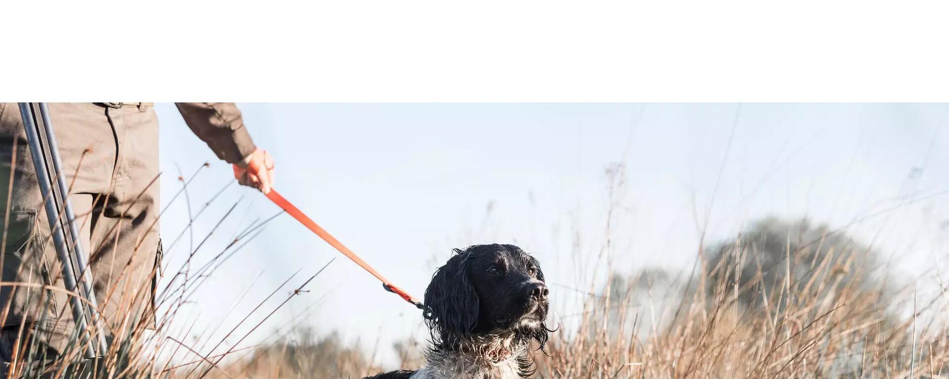 Les Entraînements De Printemps Du Jeune Chien De Chasse