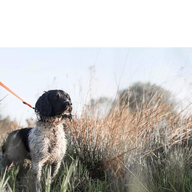 Collier Pour Chien Fluo Orange Gravé