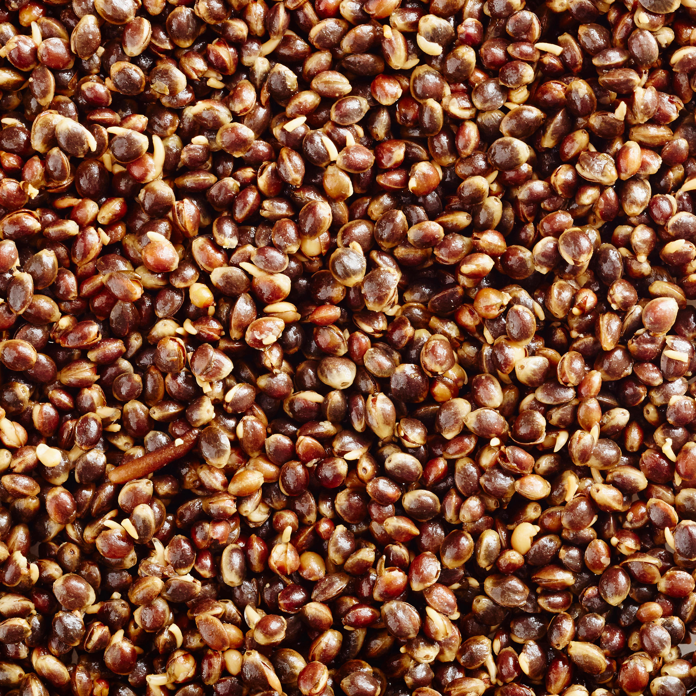 Carp-fishing seeds 5 kg bag  of hemp (cooked seeds) 2/3