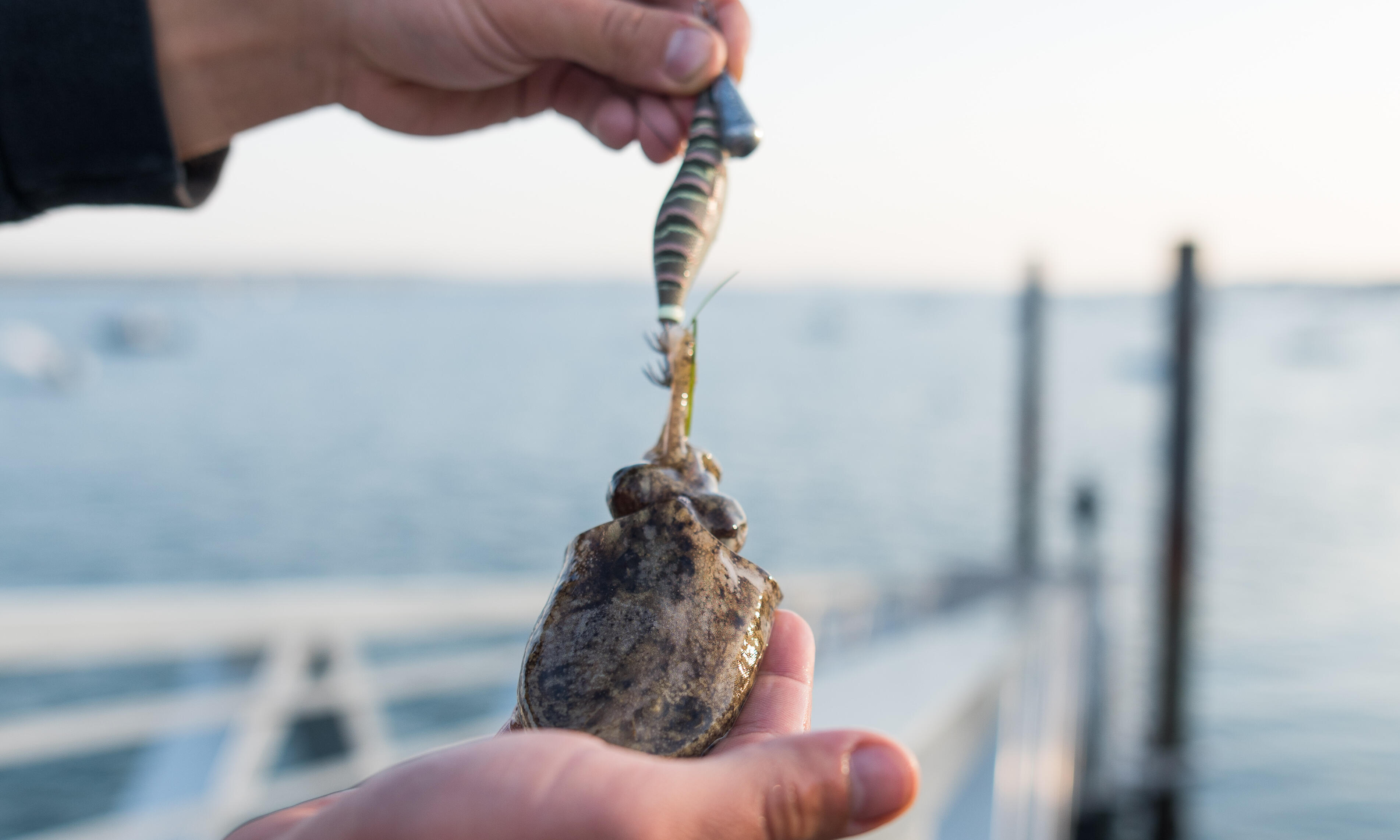 Les leurres et les animations adaptés à la pêche des céphalopodes