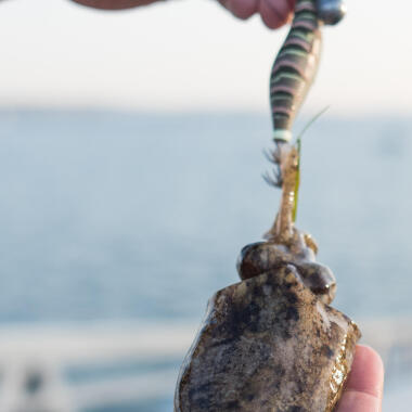 cephalopodes peche