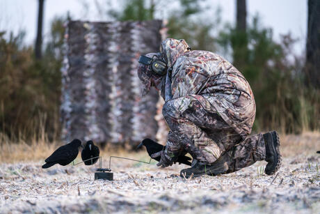Chasse aux corvidés Chasse aux corvidés