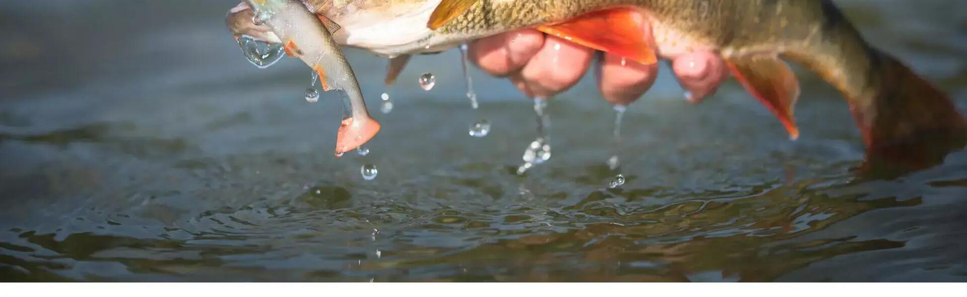perche-en-street-fishing