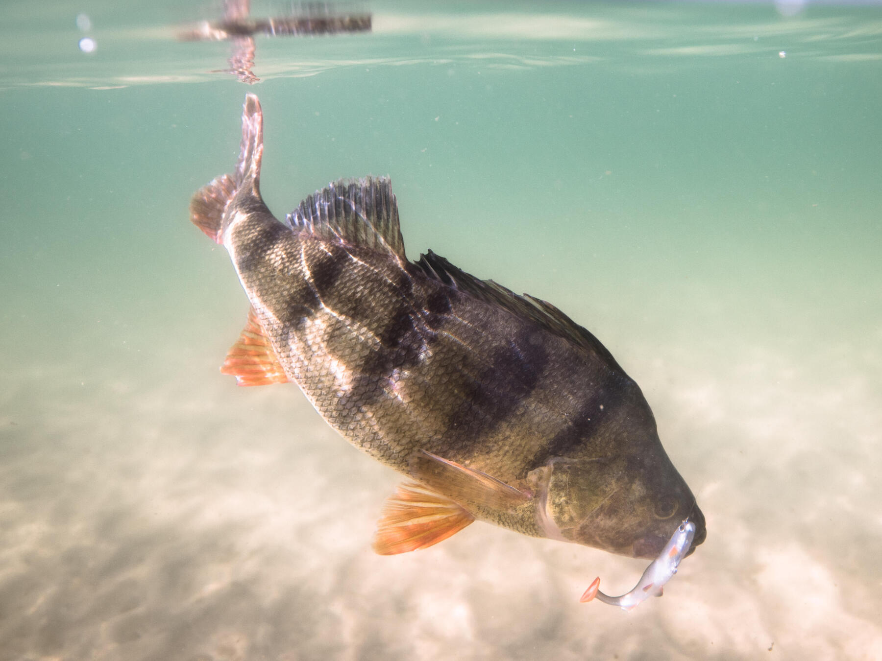 perche-en-street-fishing