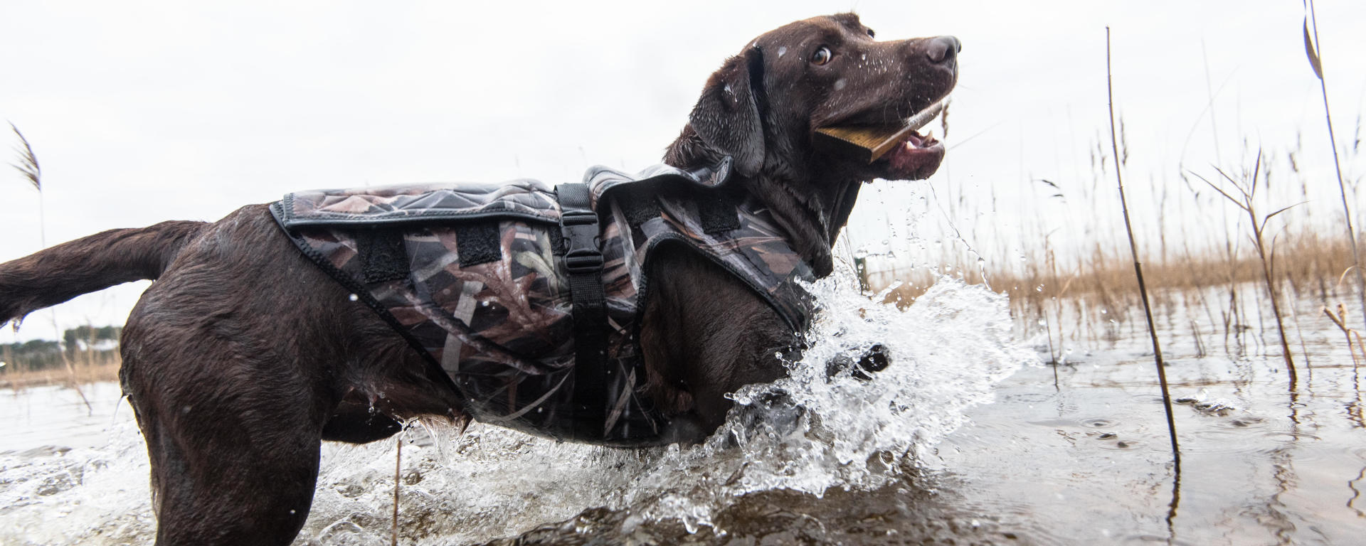 Maitriser le poids chez le chien de chasse Maitriser le poids chez le chien de chasse