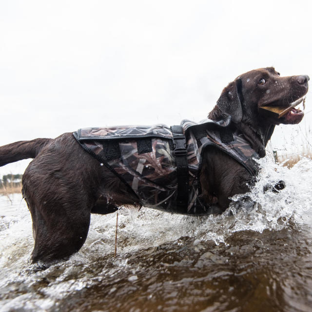 Chien De Chasse Solognac