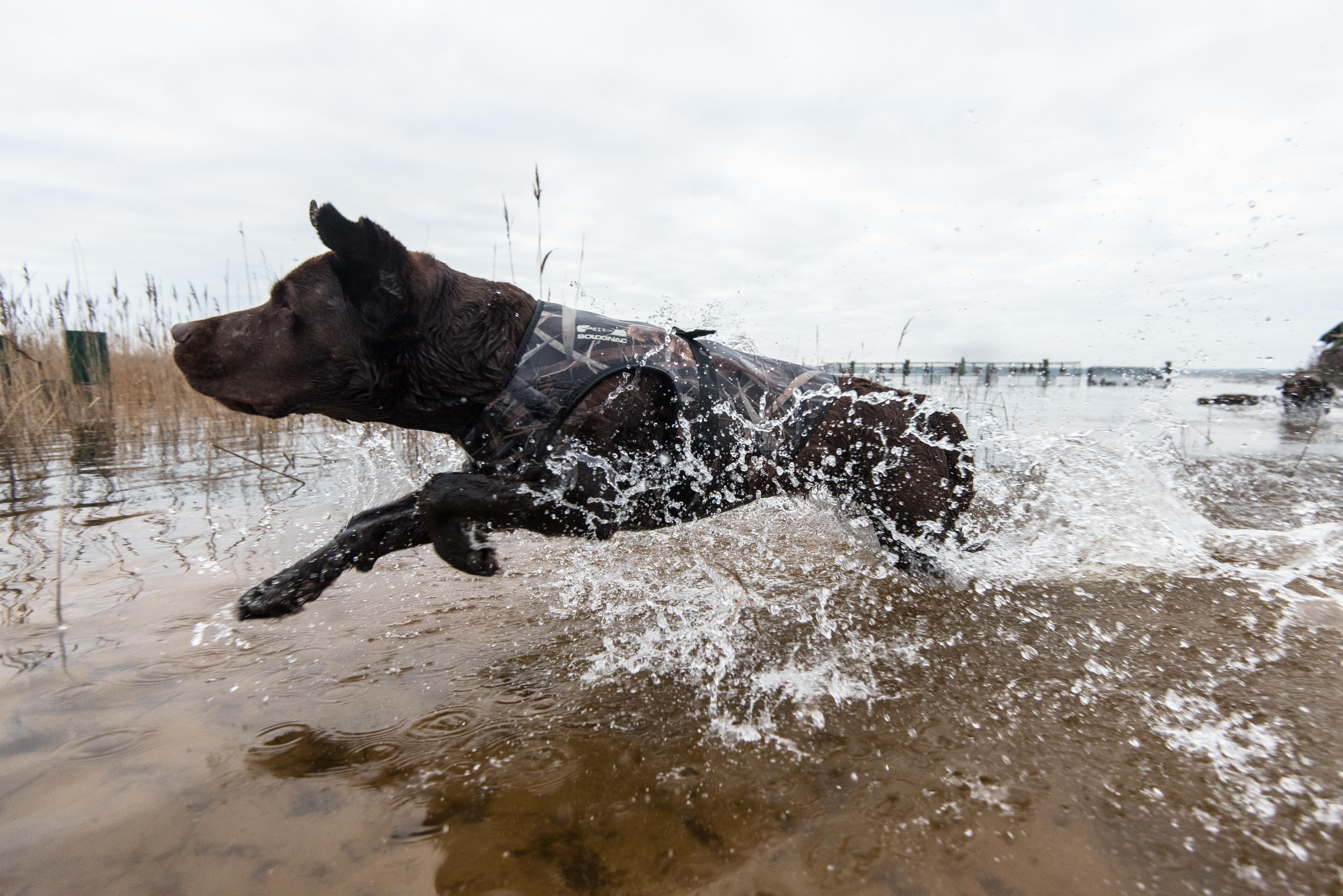 Gilet chien néoprène 900 pro camouflage marais - SOLOGNAC