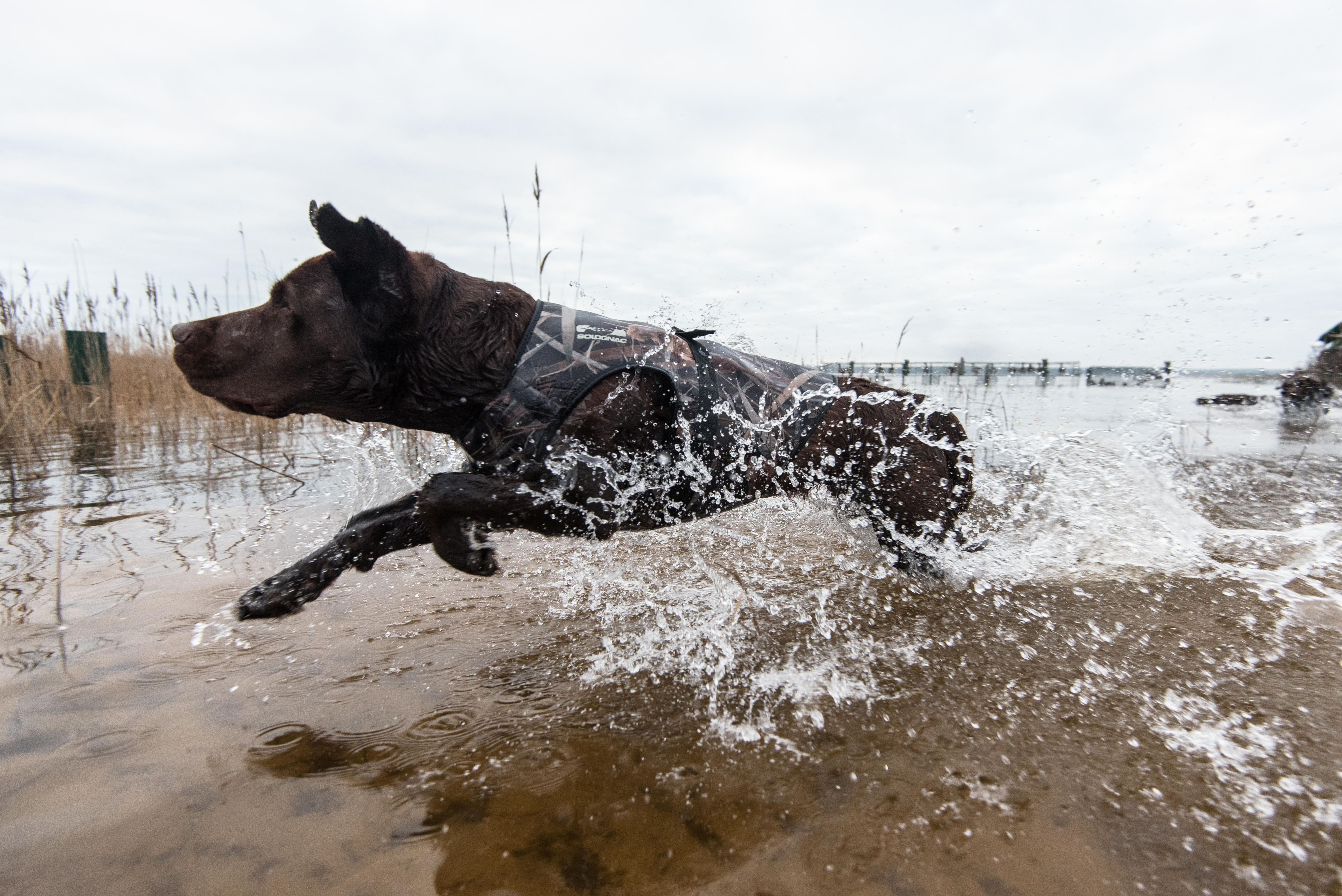 Neoprene dog vest 900 pro wetland camouflage - SOLOGNAC