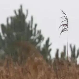 Chasse des oies : bien s’équiper pour leur remon