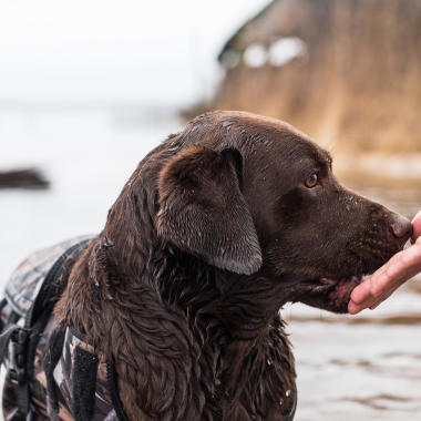 alimentation chien de chasse